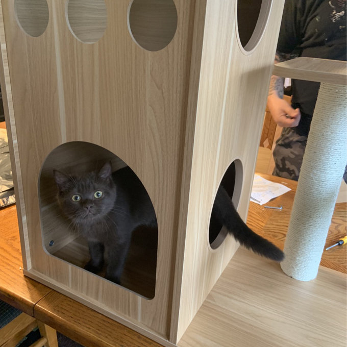 预发布站点、【Pet】52" Tavion Multi-level Cat Tree、-12345