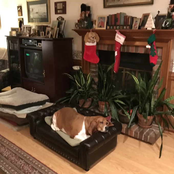 预发布站点、【Pet】Larock Dog Sofa、-12345