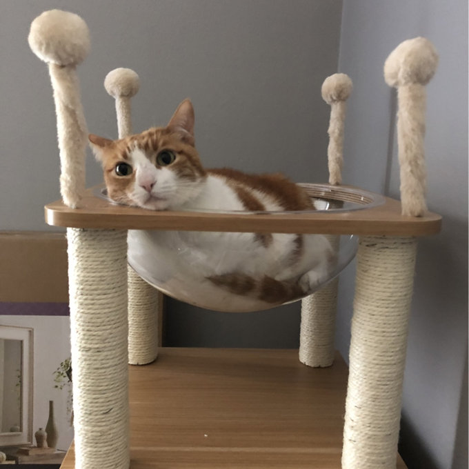 预发布站点、【Pet】52" Tavion Multi-level Cat Tree、-12345