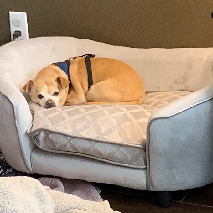 预发布站点、【Pet】Lola Dog Sofa、-12345