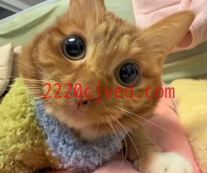 预发布站点、自定义页面复制测试12、-12345