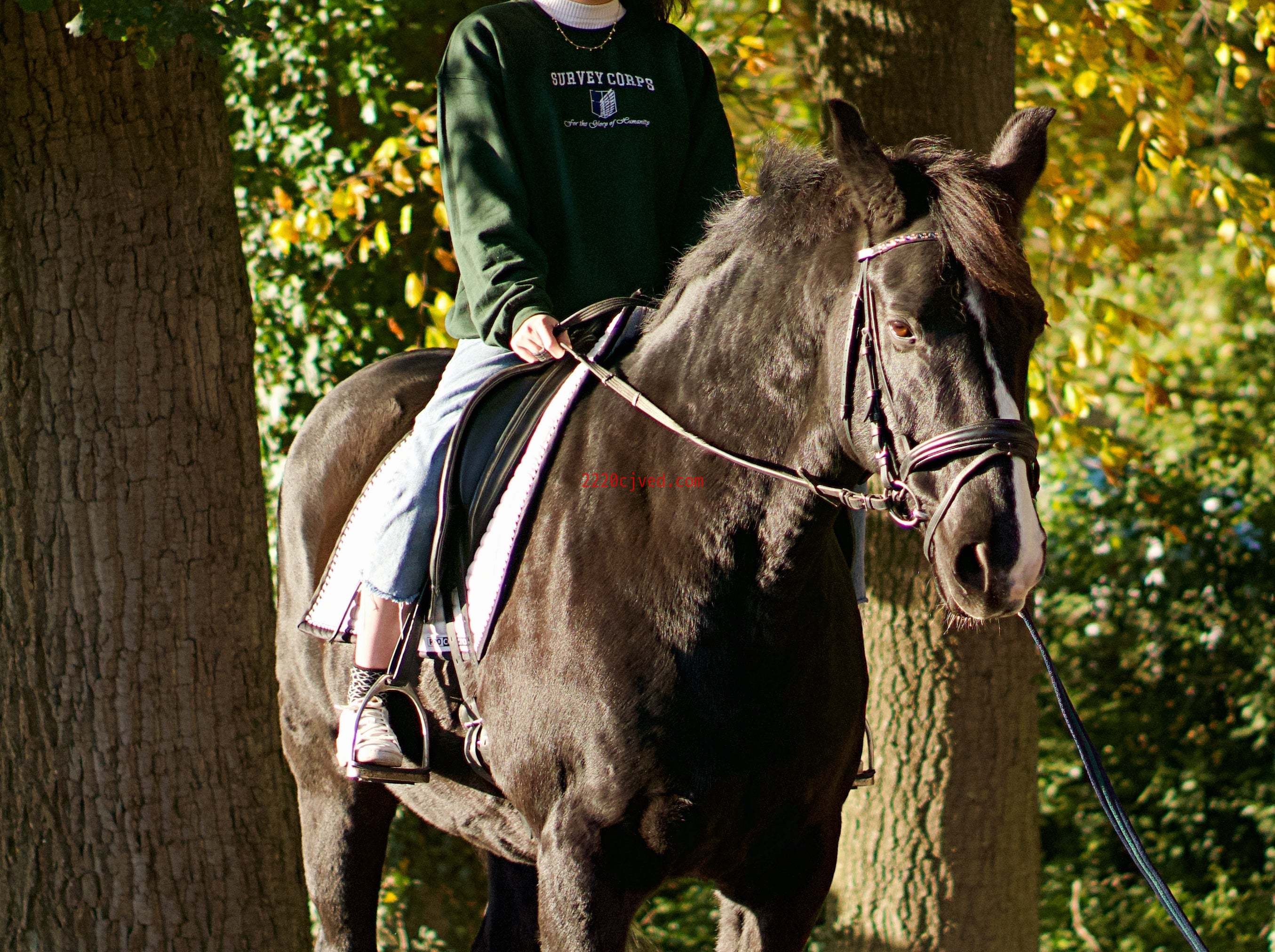 预发布站点、Survey Corps Pullover、mysite-12345